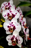 CATEGORY_PHALAENOPSIS_ORCHIDS__OrchidZone