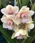 CATEGORY_CYMBIDIUM_ORCHIDS__OrchidZone