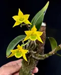 CATEGORY_SPECIES________ORCHIDS__OrchidZone