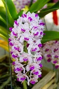 CATEGORY_Rhynchostylis_orchids__OrchidZone