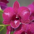 CATEGORY_Dendrobioum_orchids__OrchidZone