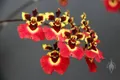 CATEGORY_TOLUMNIA______________________orchids__OrchidZone