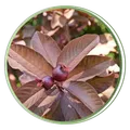 CATEGORY_EXOTIC_GUAVA_PLANT__Treeicks