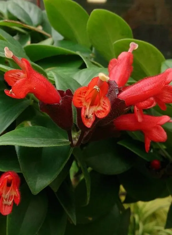 OrchidZone Hoya lipstick hanging plant Price in India Buy OrchidZone