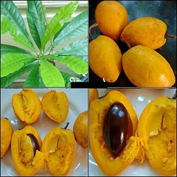 Green Diamond Egg Fruit Plant Grafted and Hybrid Plants Price in India Buy Green Diamond Egg