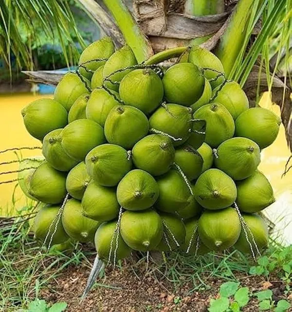 Plantify Vietnam Hybrid Coconut Plant Price in India Buy Plantify
